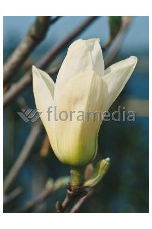 Magnolia 'Yellow River' syn. Fei Huang | Magnolia denudata