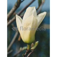 Magnolia 'Yellow River' syn. Fei Huang | Magnolia denudata