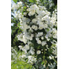 Jaśminowiec 'Schneestrum' | Philadelphus