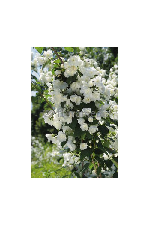 Jaśminowiec 'Schneestrum' | Philadelphus