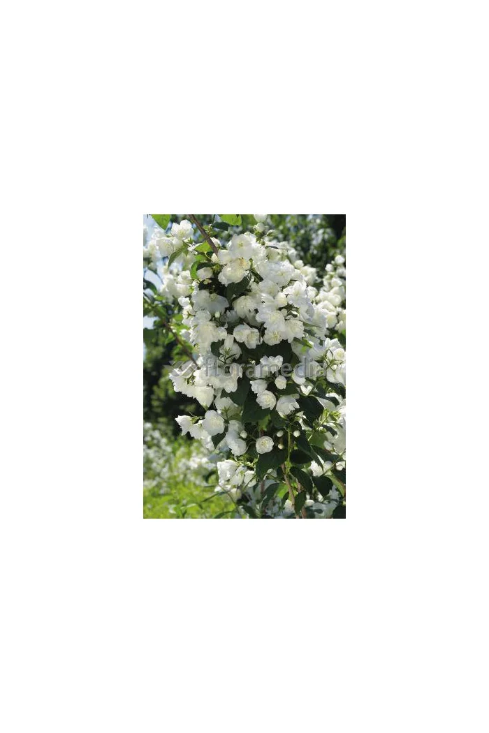 Jaśminowiec 'Schneestrum' | Philadelphus