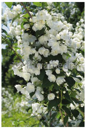 Jaśminowiec 'Schneestrum' | Philadelphus