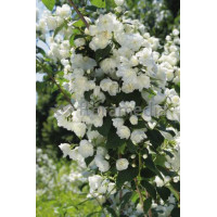 Jaśminowiec 'Schneestrum' | Philadelphus