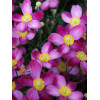 Zawilec japoński 'Pretty Lady Susan' Anemone japonica