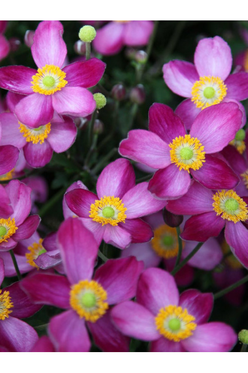 Zawilec japoński 'Pretty Lady Susan' Anemone japonica