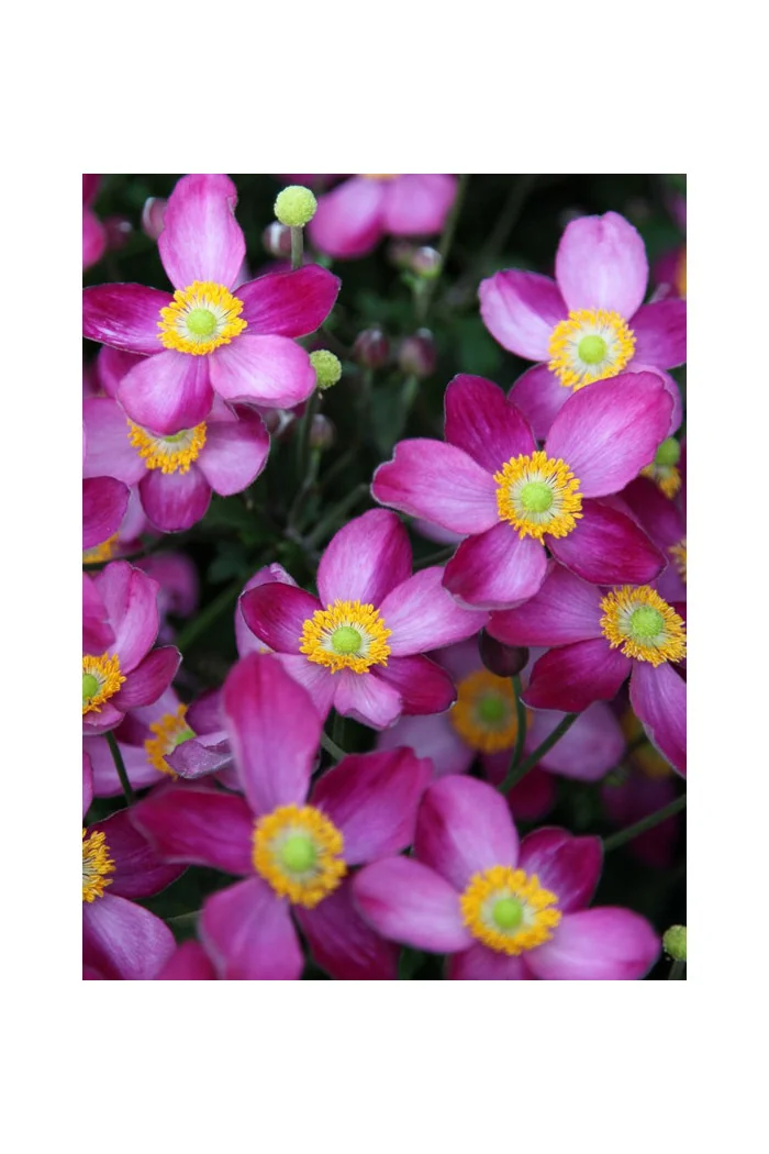 Zawilec japoński 'Pretty Lady Susan' Anemone japonica