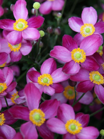 Zawilec japoński 'Pretty Lady Susan' Anemone japonica