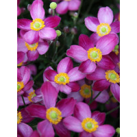 Zawilec japoński 'Pretty Lady Susan' Anemone japonica