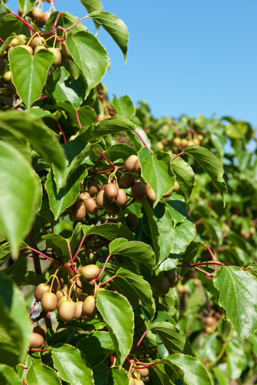 Aktinidia (kiwi) ostrolistna 'Issai' | Actinidia arguta