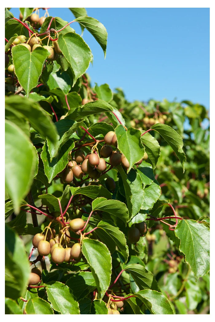 Aktinidia (kiwi) ostrolistna 'Issai' | Actinidia arguta
