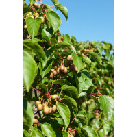 Aktinidia (kiwi) ostrolistna 'Issai' | Actinidia arguta