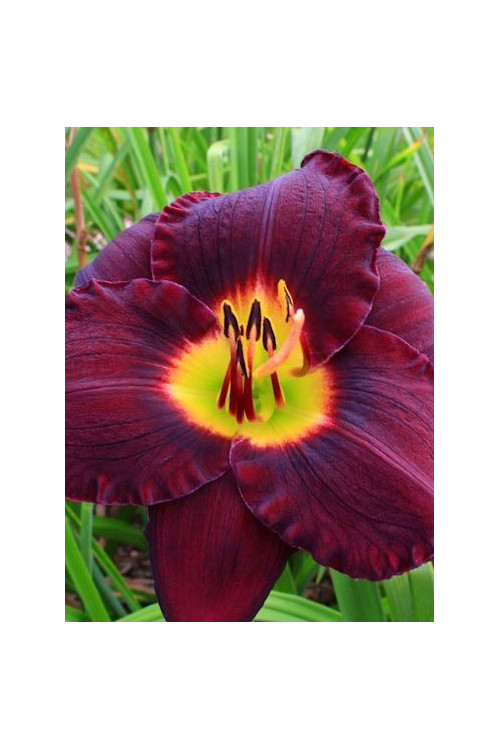 Liliowiec 'Bela Lugosi' Hemerocallis