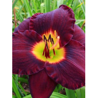 Liliowiec 'Bela Lugosi' Hemerocallis