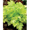 Żurawka 'Pear Crisp' Heuchera