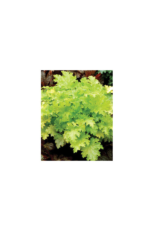 Żurawka 'Pear Crisp' Heuchera