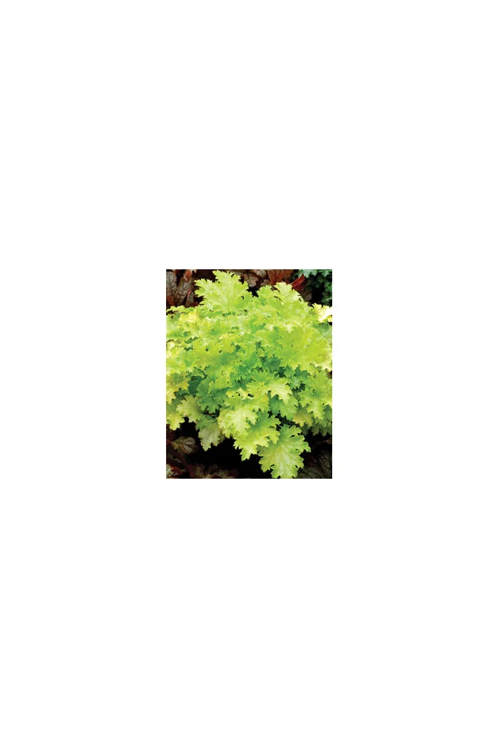 Żurawka 'Pear Crisp' Heuchera