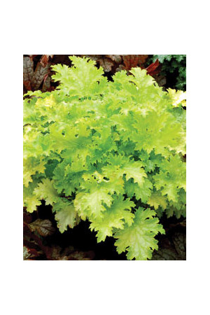 Żurawka 'Pear Crisp' Heuchera