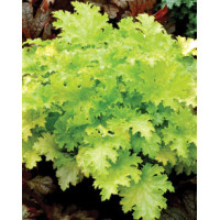 Żurawka 'Pear Crisp' Heuchera