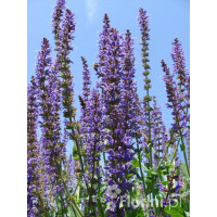 Szałwia omszona 'New Dimentions Blue' | Salvia x superba