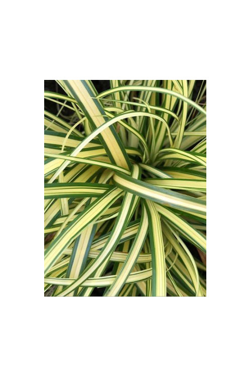 Turzyca oszimska 'Maxigold' | Carex oshimensis