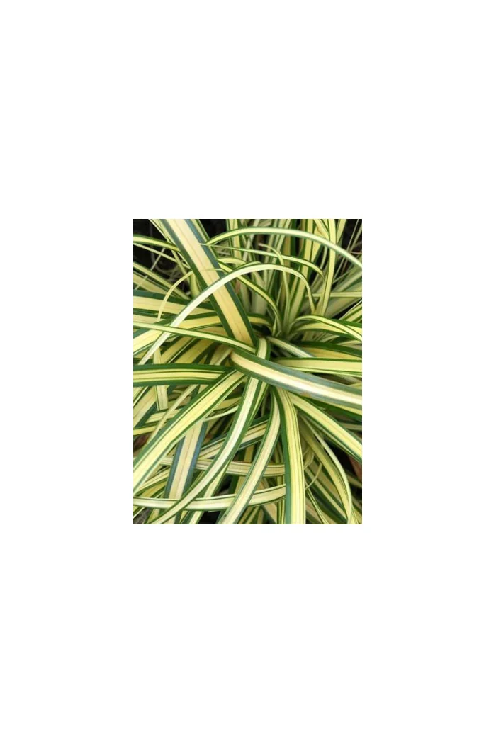 Turzyca oszimska 'Maxigold' | Carex oshimensis