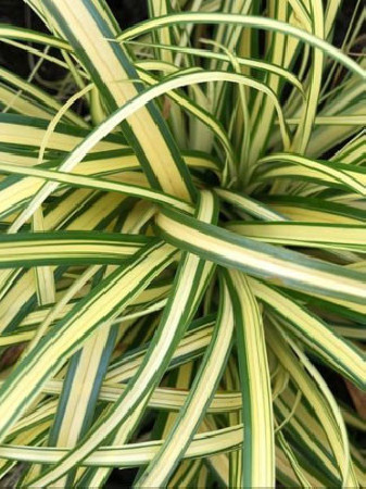 Turzyca oszimska 'Maxigold' | Carex oshimensis