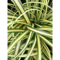 Turzyca oszimska 'Maxigold' | Carex oshimensis