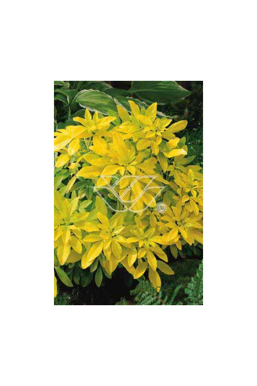 Czojsia trójlistkowa 'Sundance' | Choisya ternata