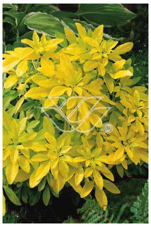 Czojsia trójlistkowa 'Sundance' | Choisya ternata