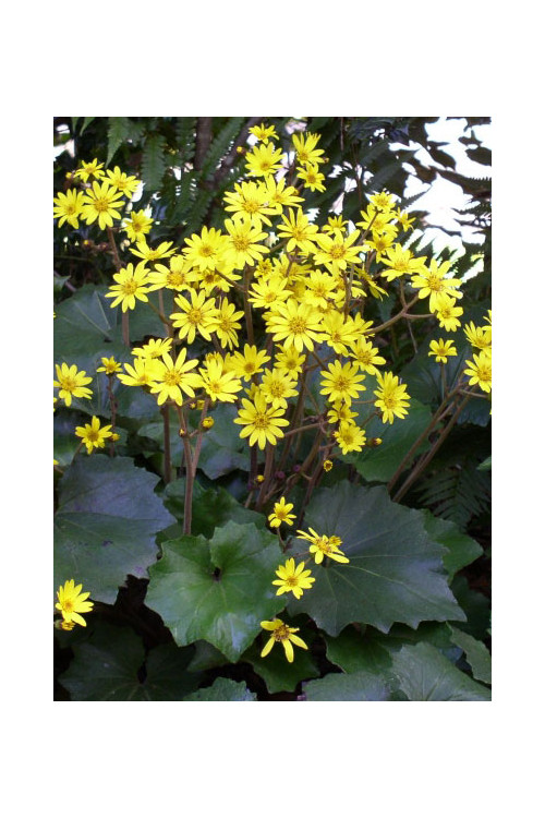 Języczka 'Last Dance' Ligularia