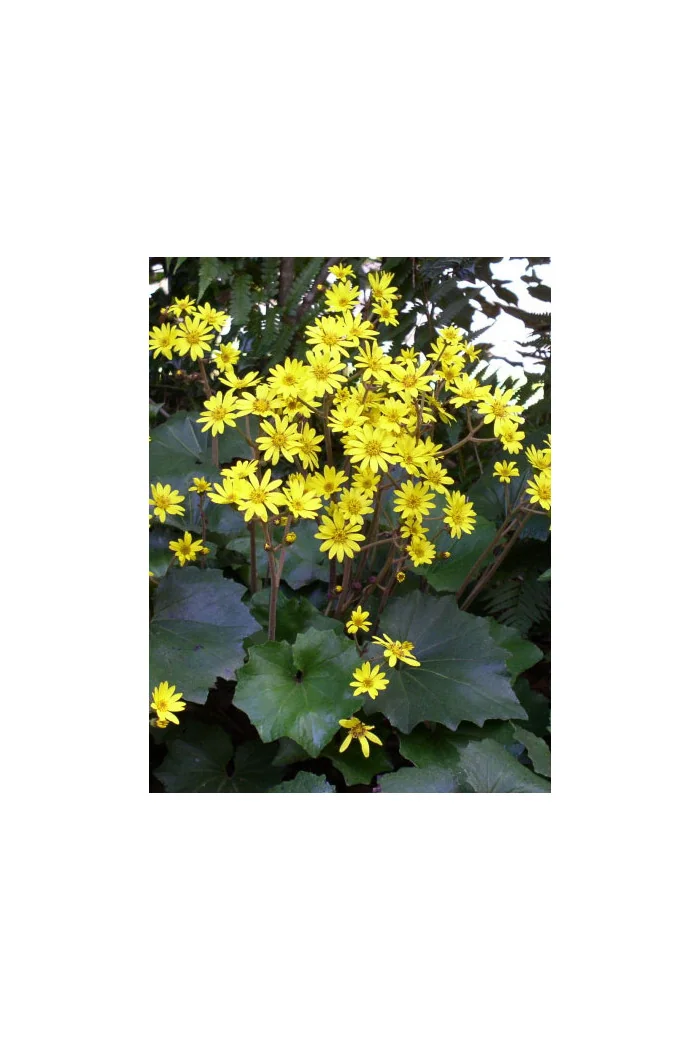 Języczka 'Last Dance' Ligularia