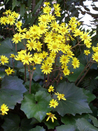 Języczka 'Last Dance' Ligularia