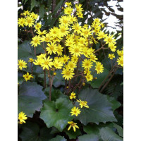 Języczka 'Last Dance' Ligularia