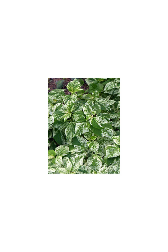 Przywarka japońska 'Burst of Light' | Schizophragma hydrangeoides