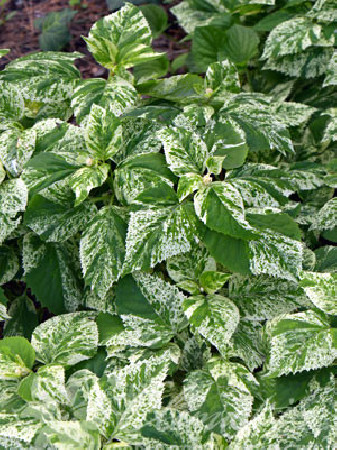 Przywarka japońska 'Burst of Light' | Schizophragma hydrangeoides