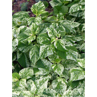 Przywarka japońska 'Burst of Light' | Schizophragma hydrangeoides