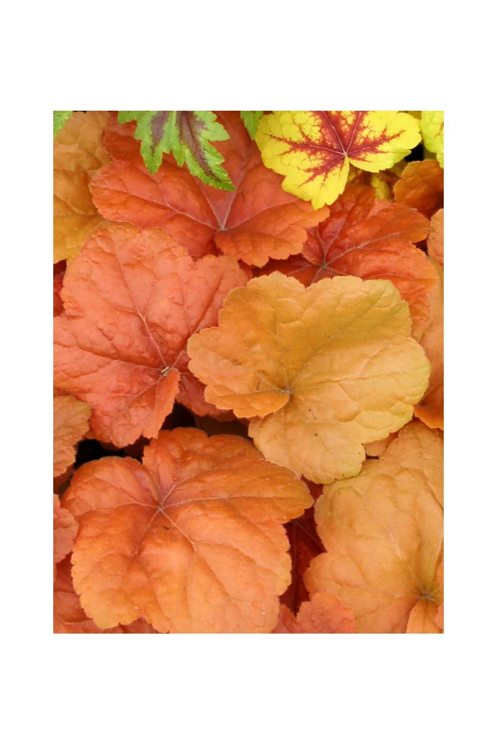 Żurawka 'Southern Comfort' | Heuchera