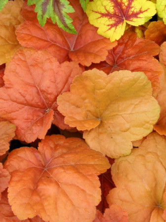 Żurawka 'Southern Comfort' | Heuchera