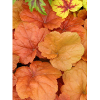 Żurawka 'Southern Comfort' | Heuchera