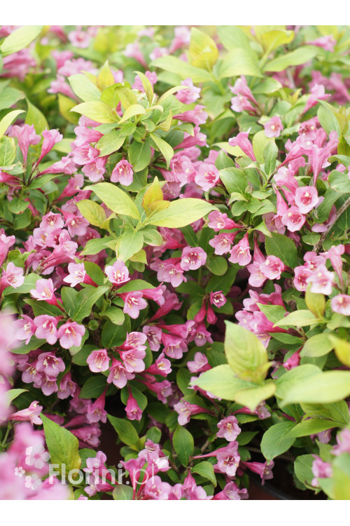 Krzewuszka cudowna 'Cappucino' | Weigela florida