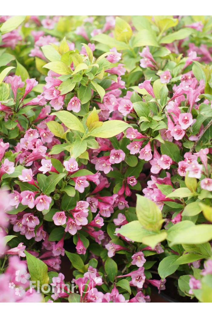 Krzewuszka cudowna 'Cappucino' | Weigela florida