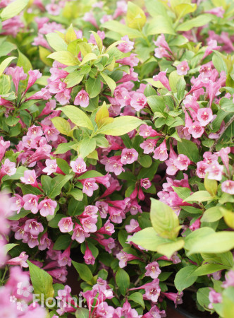 Krzewuszka cudowna 'Cappucino' | Weigela florida