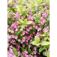Krzewuszka cudowna 'Cappucino' | Weigela florida