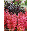 Berberys Thunberga 'Orange Ice' | Berberis thunbergii