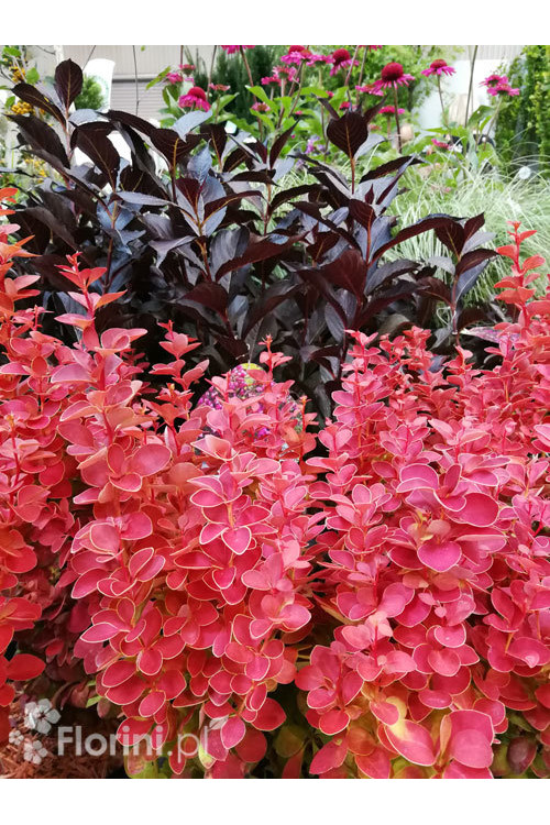 Berberys Thunberga 'Orange Ice' | Berberis thunbergii