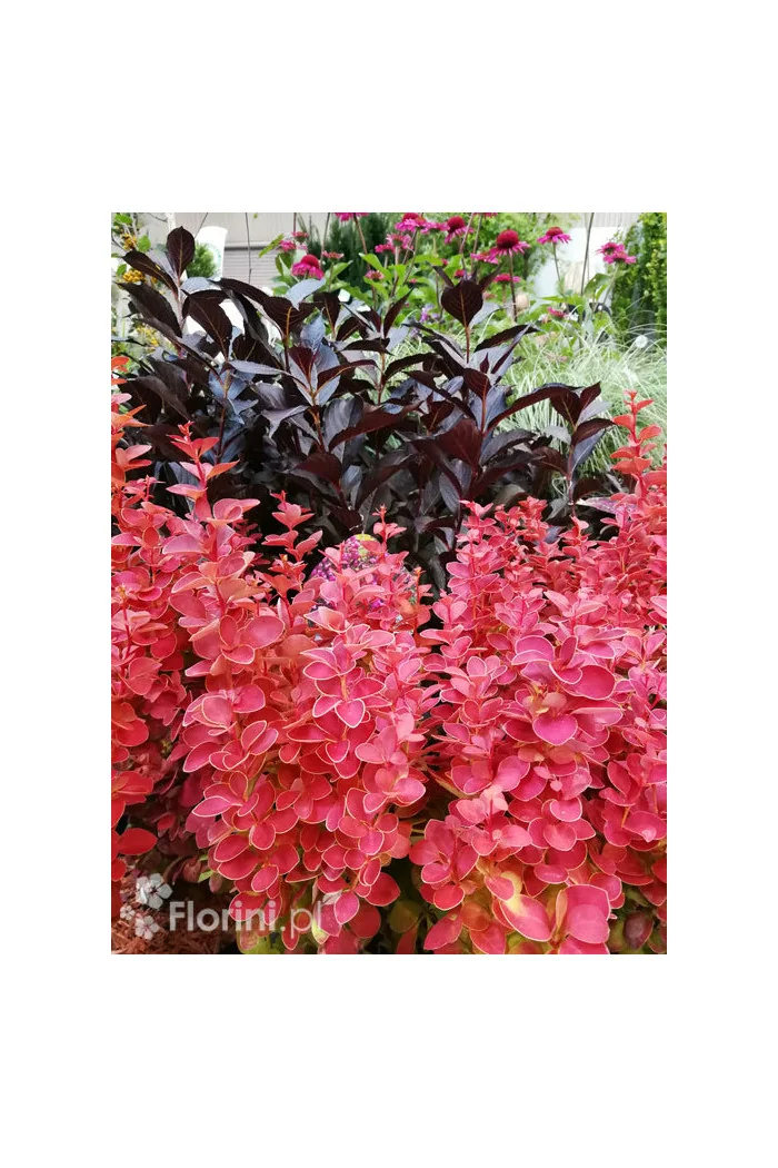 Berberys Thunberga 'Orange Ice' | Berberis thunbergii