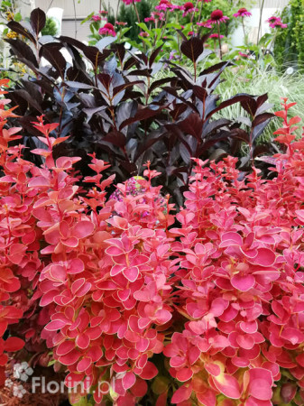 Berberys Thunberga 'Orange Ice' | Berberis thunbergii