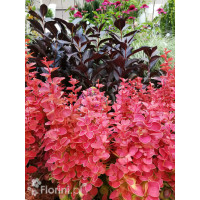 Berberys Thunberga 'Orange Ice' | Berberis thunbergii