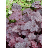 Żurawka 'Plum Pudding' Heuchera