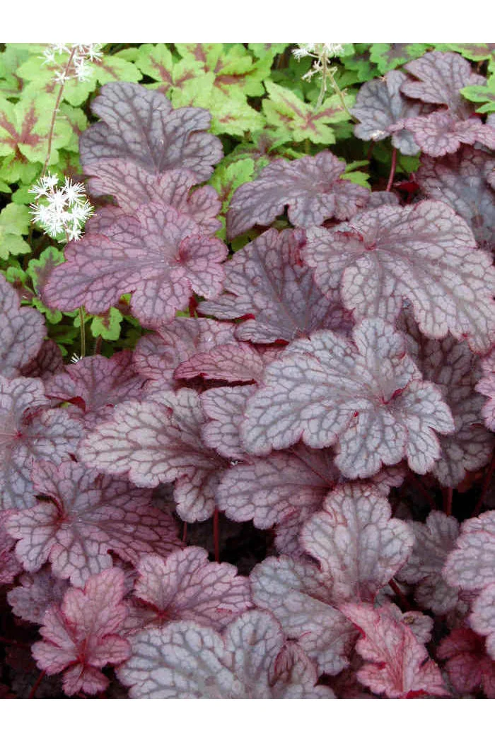 Żurawka 'Plum Pudding' Heuchera
